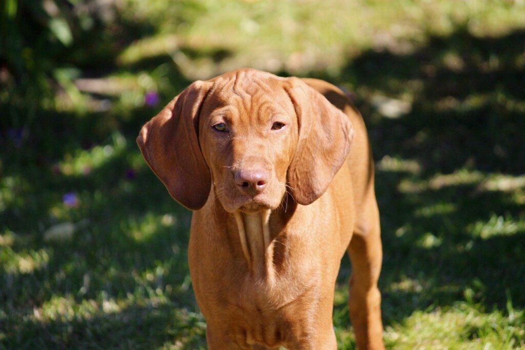 Vizsla