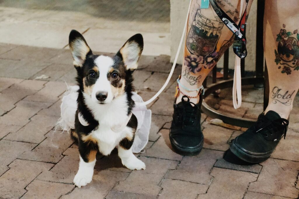 Cardigan Welsh Corgi