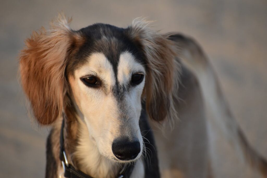 Saluki Dog