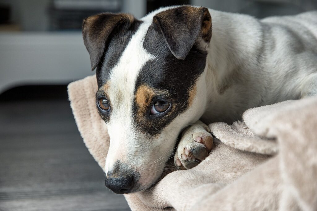 Jack Russell Terrier