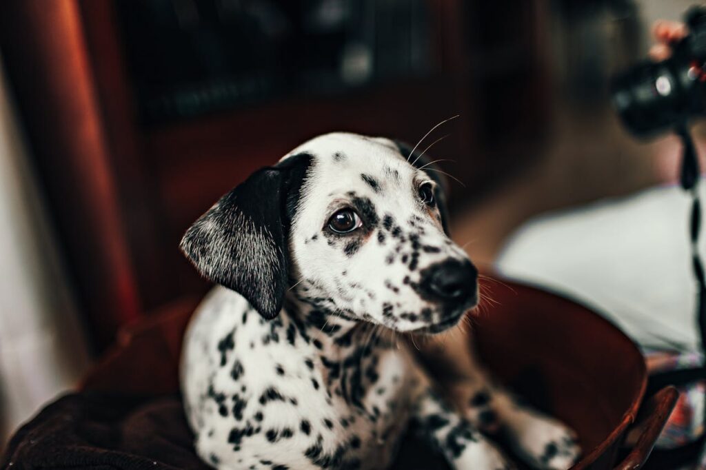 Dalmatian