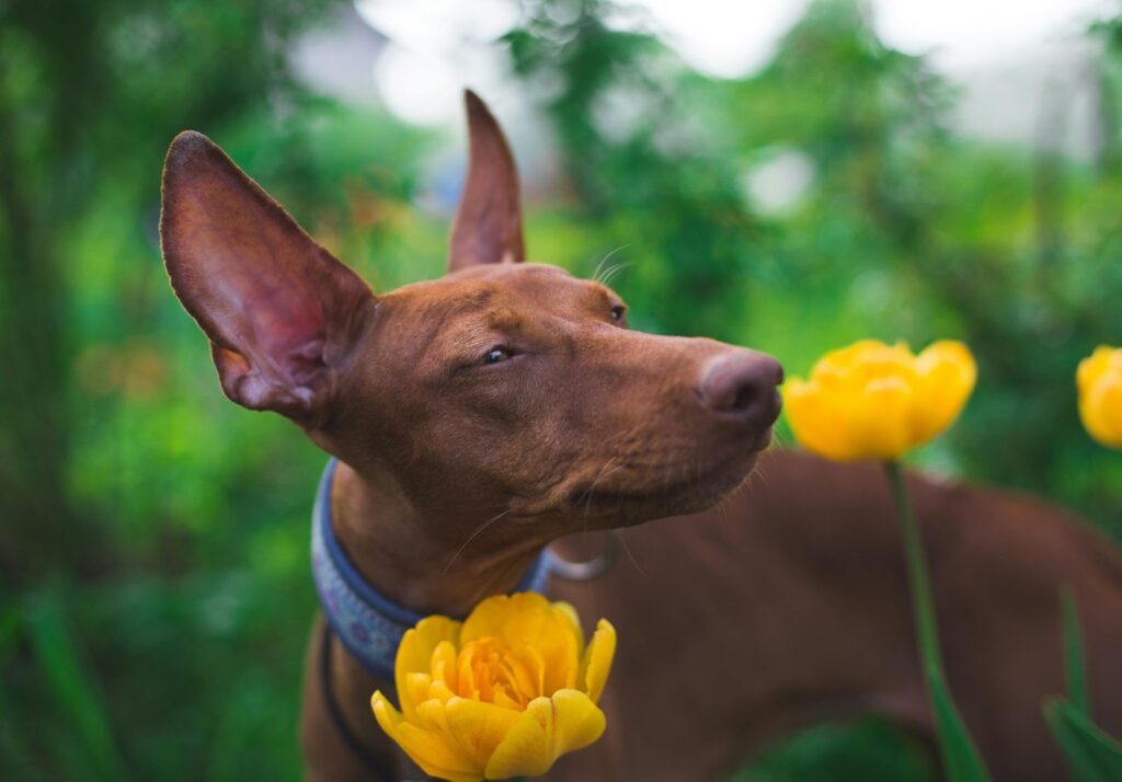 Pharaoh Hound