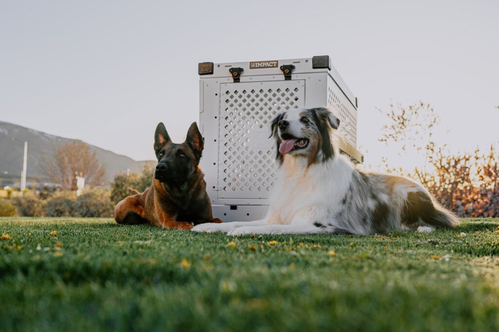 two dogs and crate