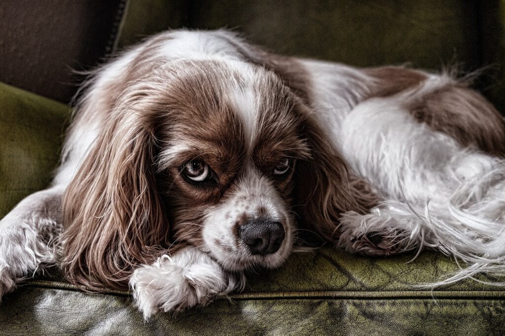 Cavalier King Charles Spaniel: The Sweetheart Snuggler