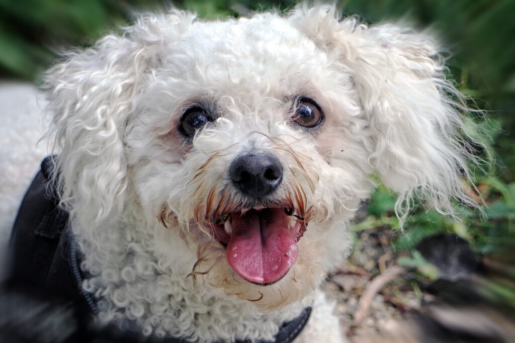 Bichon Frise: The Little Fluffball of Fun