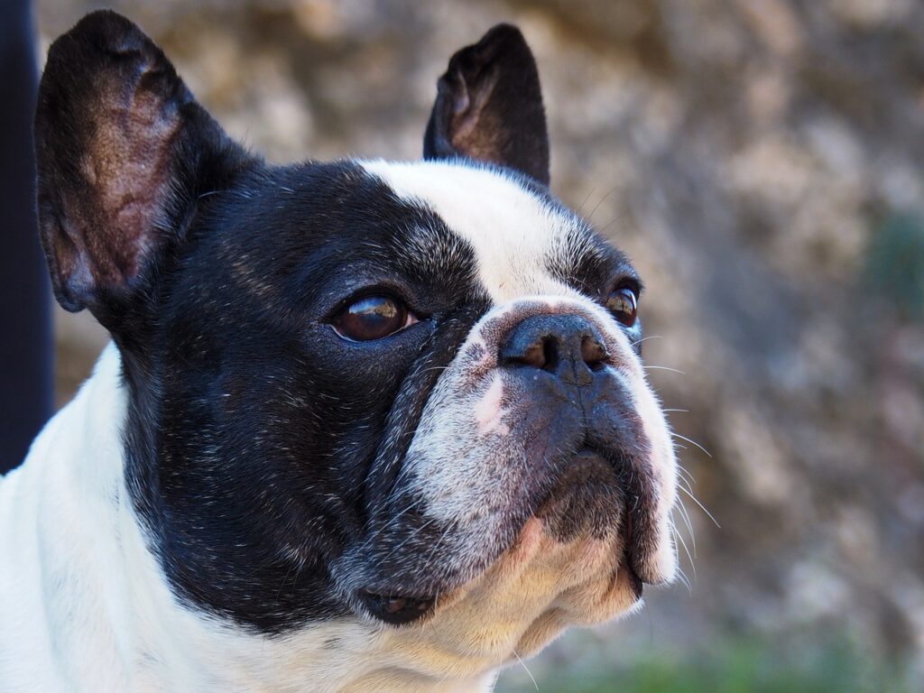 French Bulldog: The Chill Companion