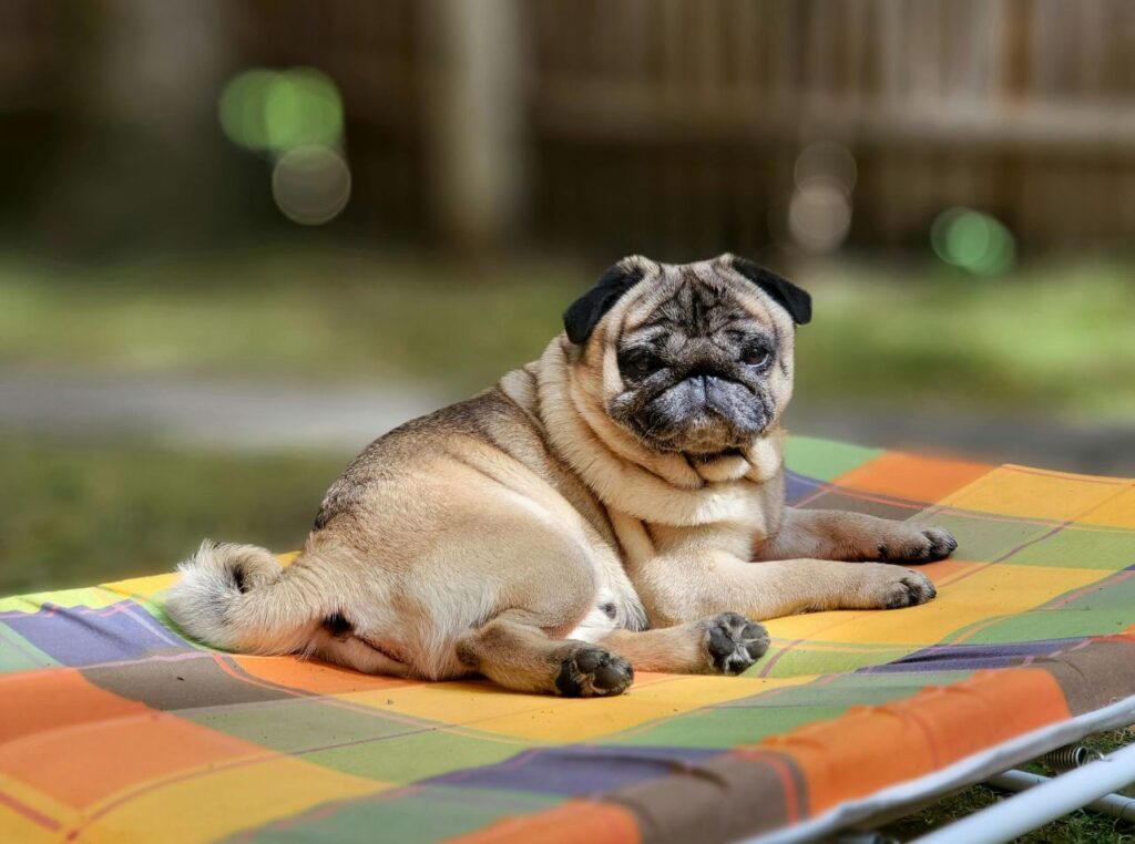 Pug resting in bed