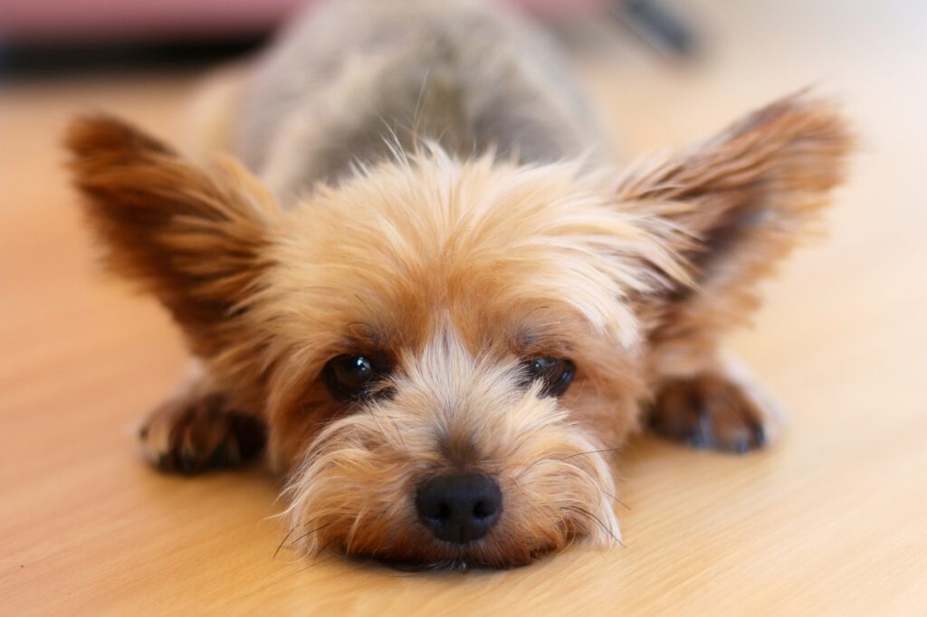 Yorkshire Terrier: The Tiny Guardian