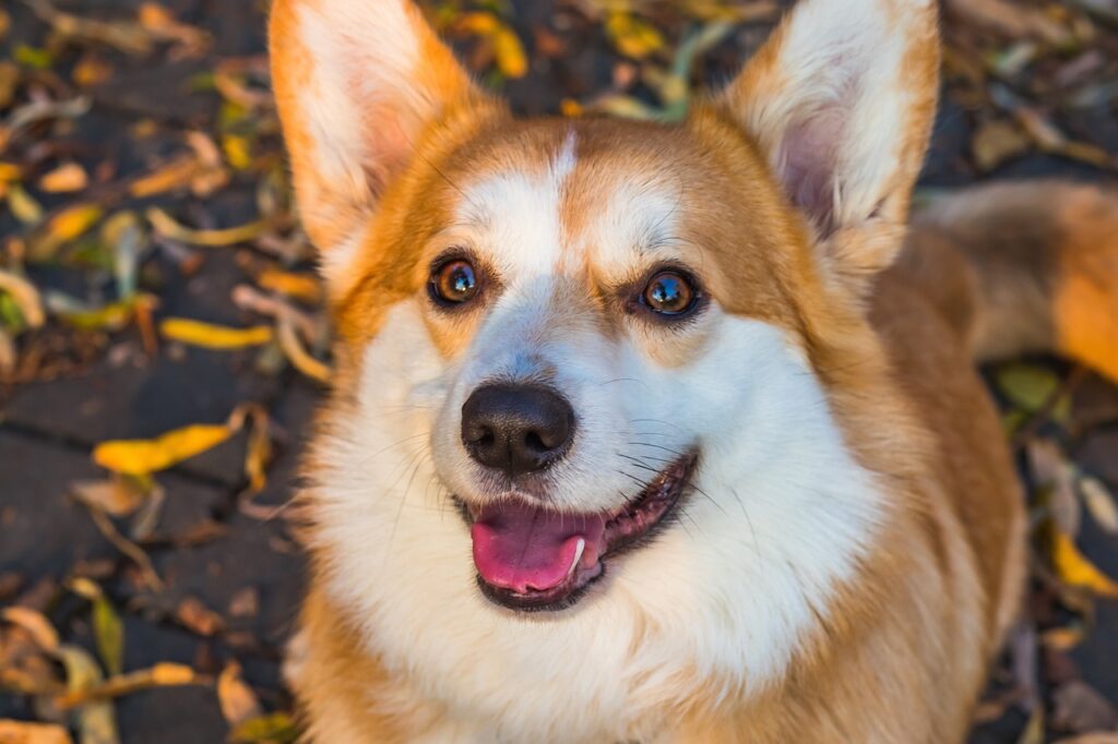 Pembroke Welsh Corgi: The Low-Rider with High Spirits