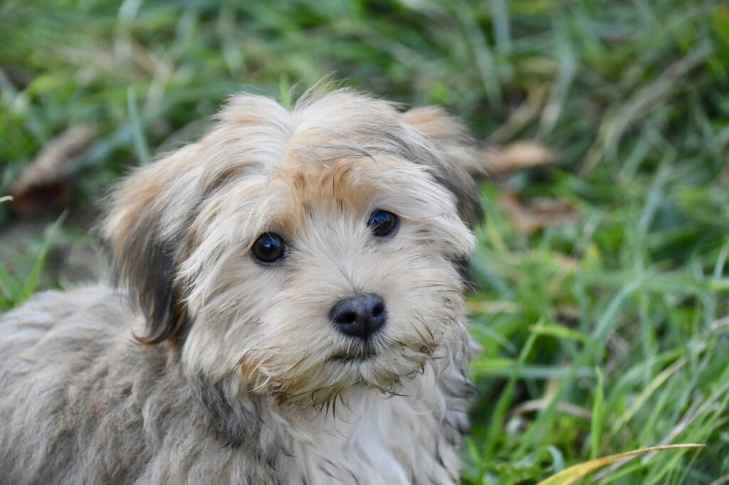 Havanese: The Havana Delight