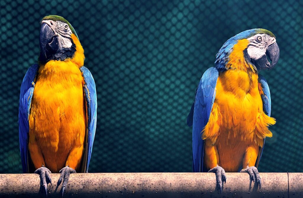 Macaws – 50 to 60 Years