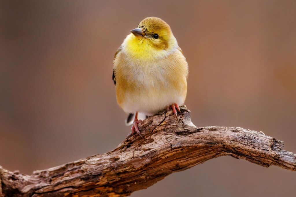 European Goldfinches – Up to 27 Years