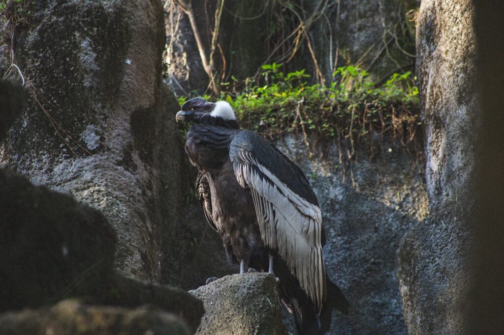 Andean Condors – 50 to 70 Years