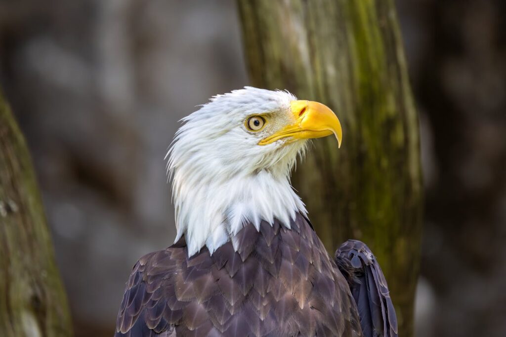 Bald Eagles – 30 to 40 Years
