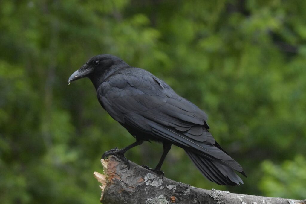 Common Ravens – Up to 69 Years in Captivity