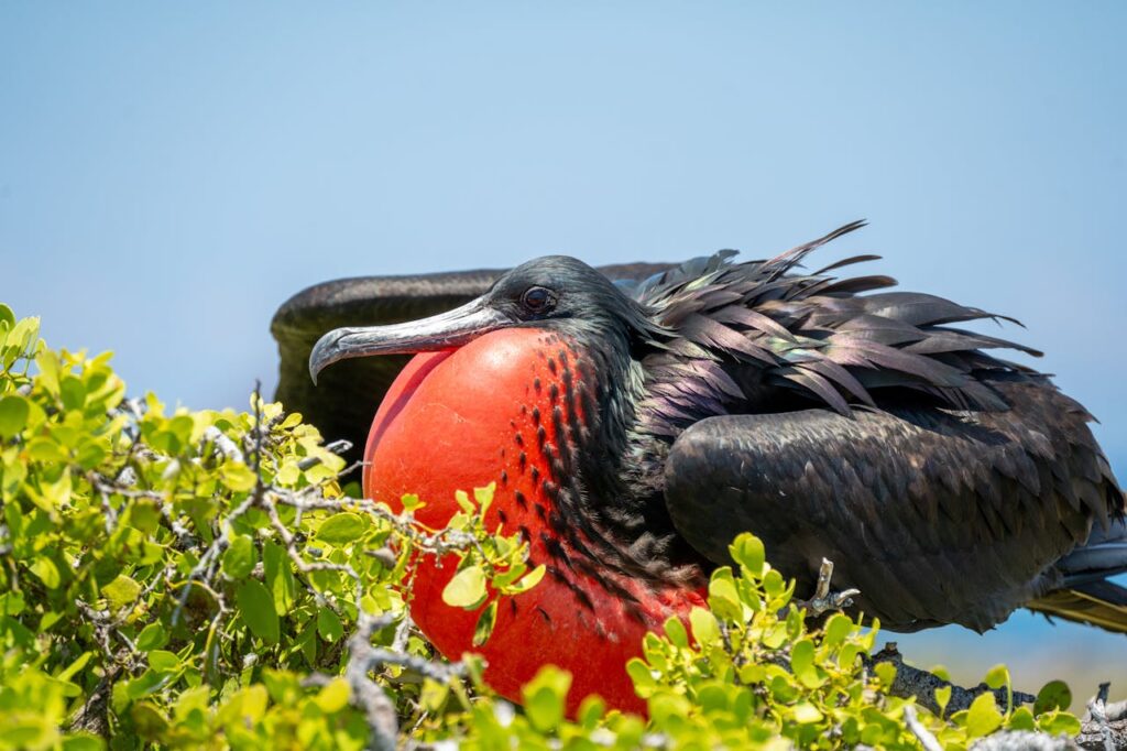 Great Frigatebirds – Over 40 Years