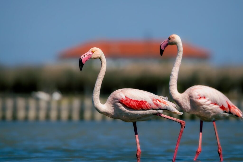 Greater Flamingos – 50+ Years