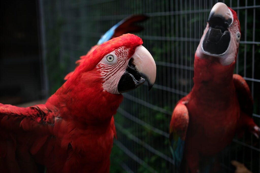 8 Birds That Can Learn to Talk Like Humans
