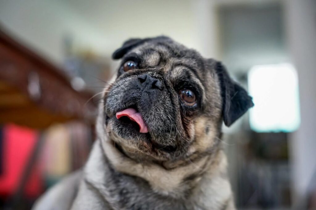 A closeup image of a pug