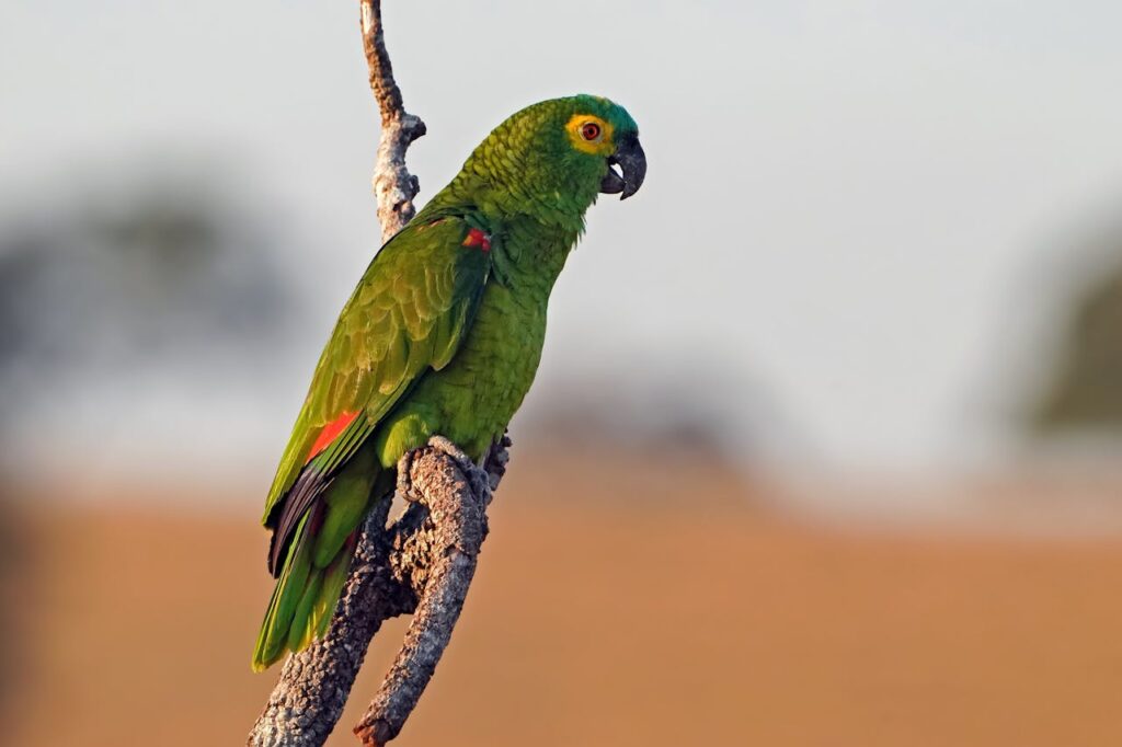 Amazon Parrot