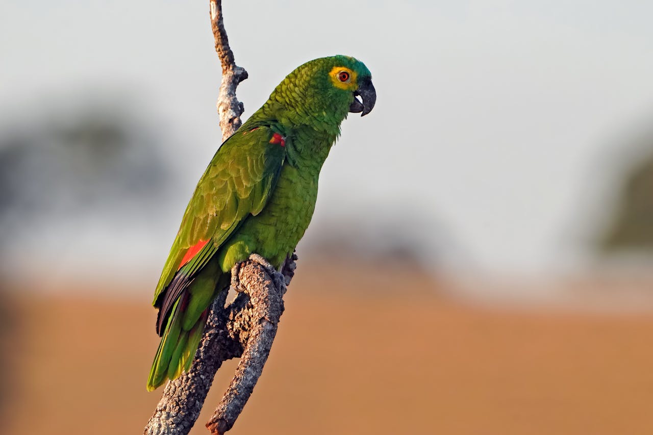 Amazon Parrot