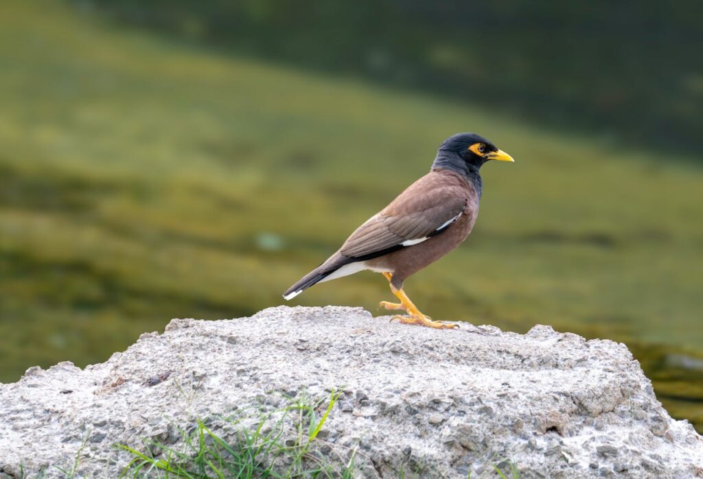 Myna bird