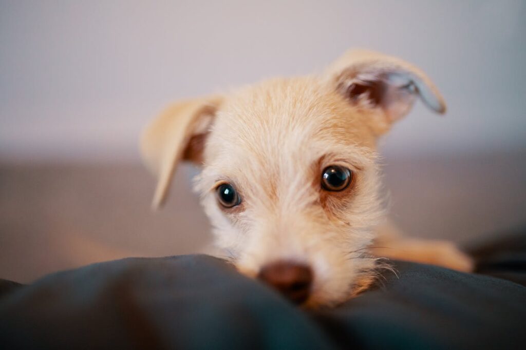 Jack Russell Terrier