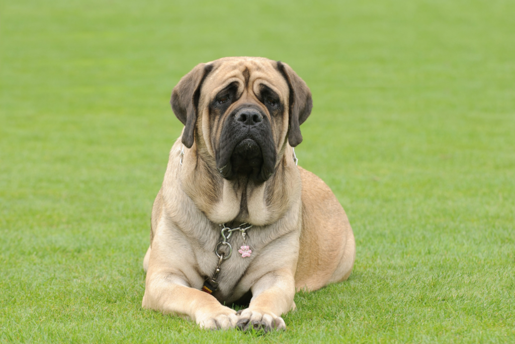 English Mastiff – 552 PSI