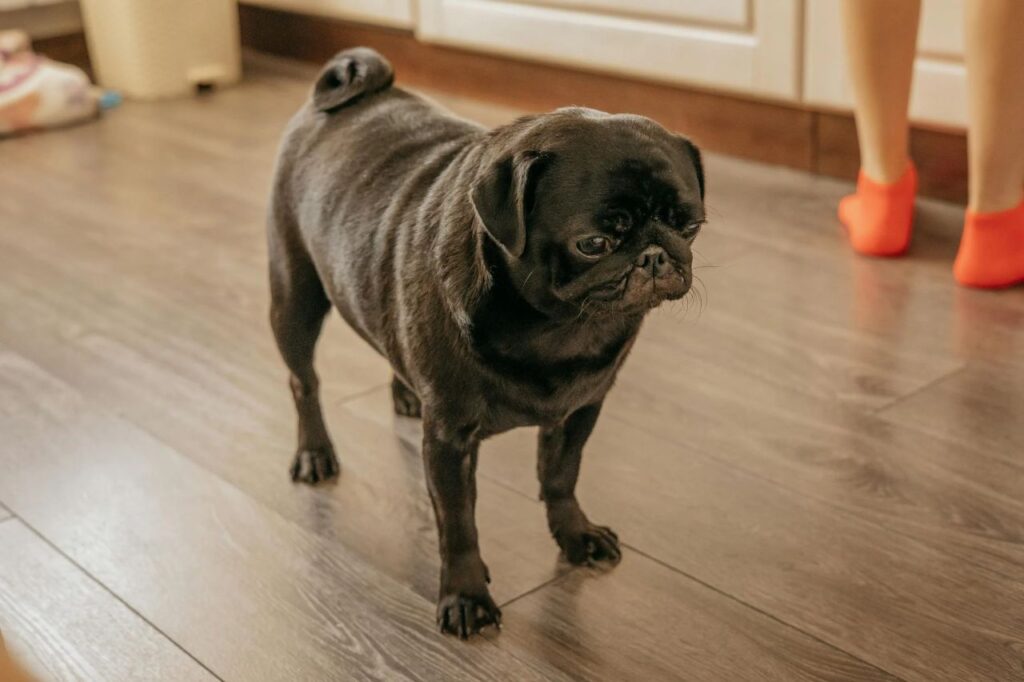 Black pug standing on wood flooring