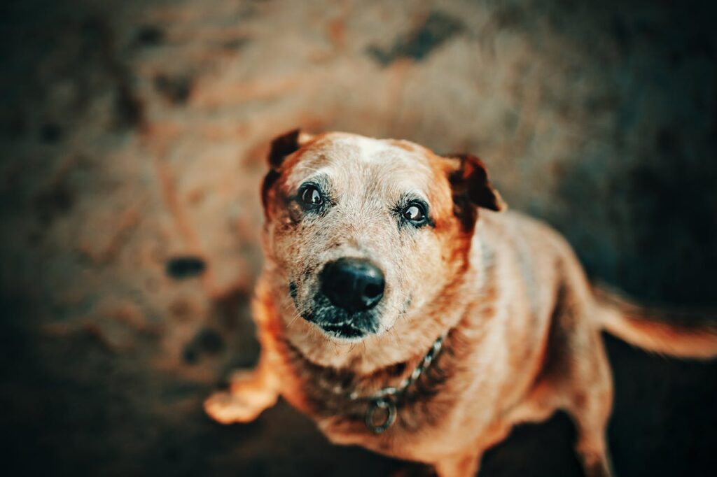Australian Cattle Dog