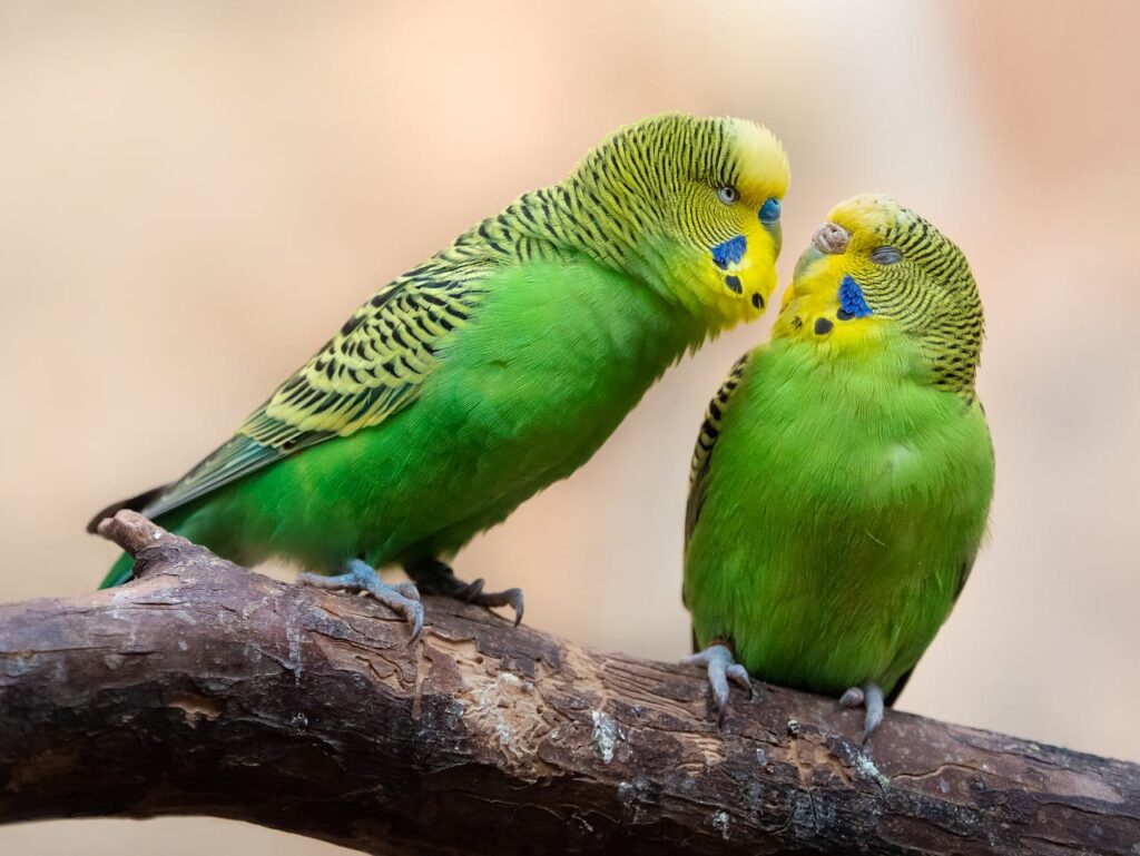 Budgerigar (Budgie)
