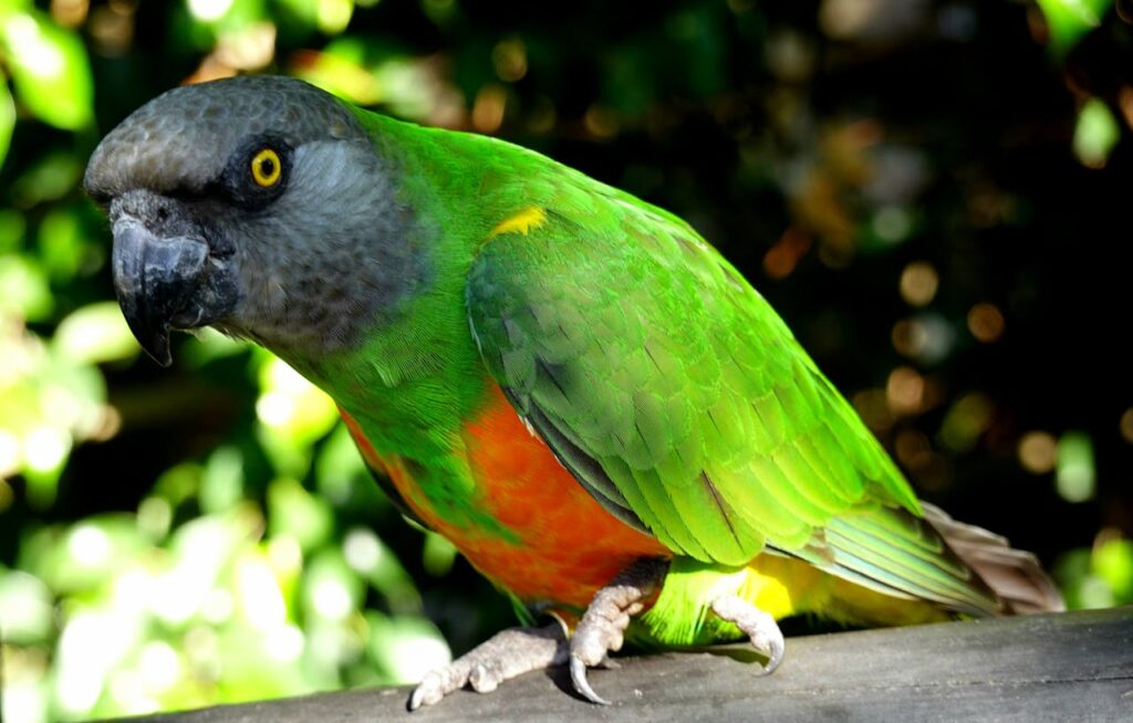 Senegal Parrot