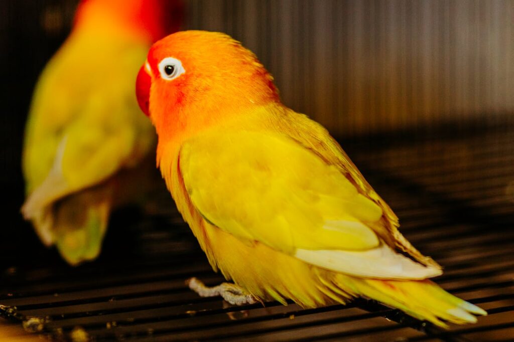 Lovebird