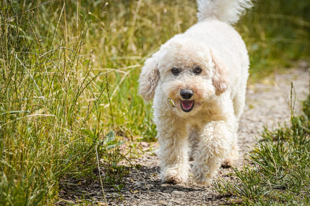 Poodle walking outdoors