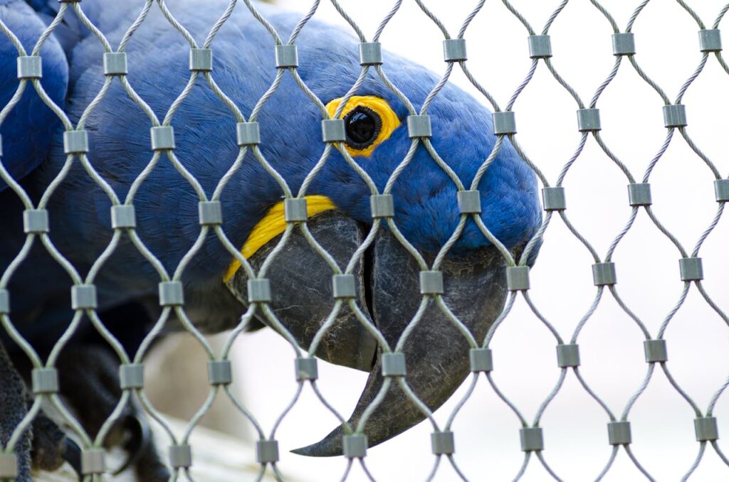 bird in cage