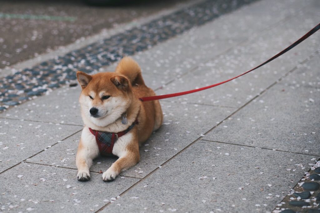 Shiba Inu – The Independent Thinker