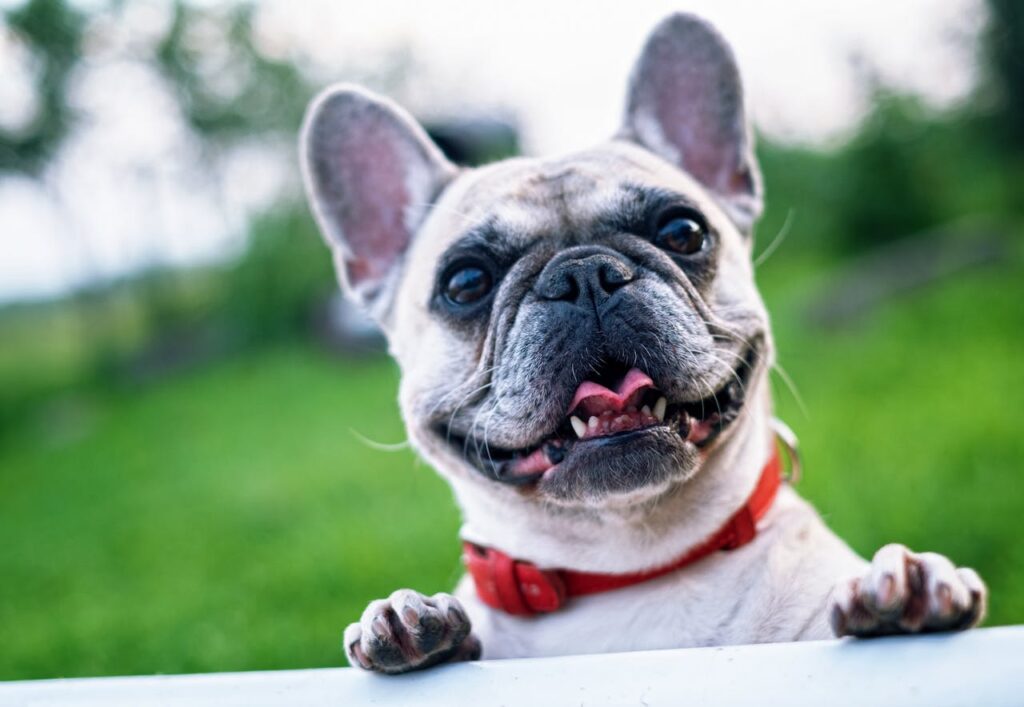 Bulldog – The Couch Potato with a Cause