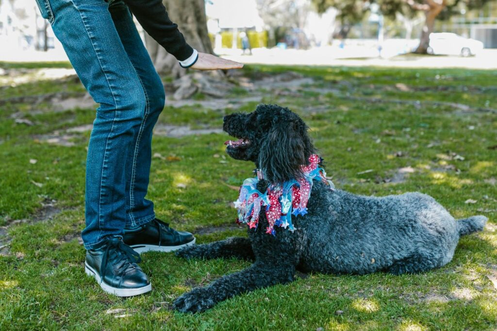 Training a poodle to sit