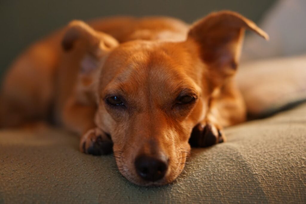Dachshund – The Tiny Dictator
