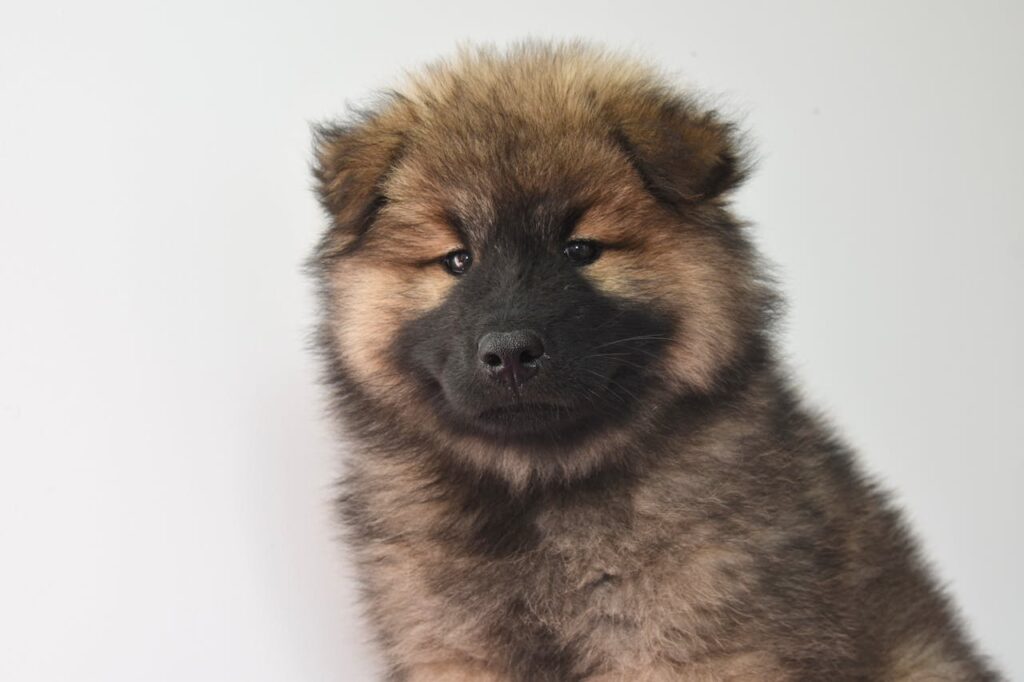 Chow Chow – The Lion-Like Loner