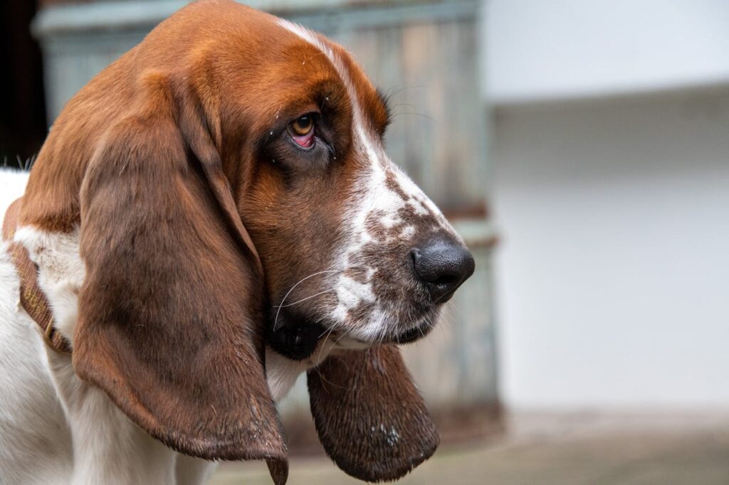 Basset Hound – The Slow-Paced Rebel