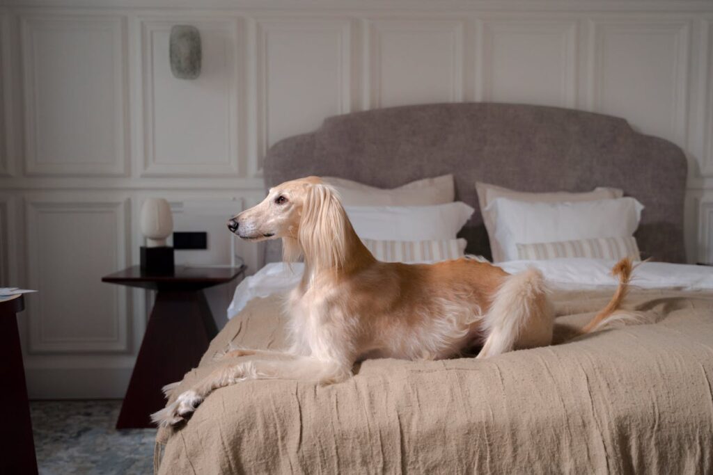 Afghan Hound – The Fashionable Free Spirit