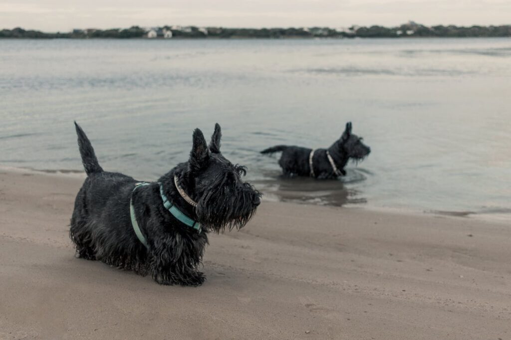 Scottish Terrier – The Proudly Obstinate Companion