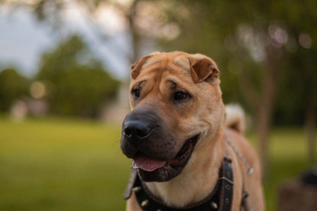 Shar Pei – The Wrinkly Stubborn One