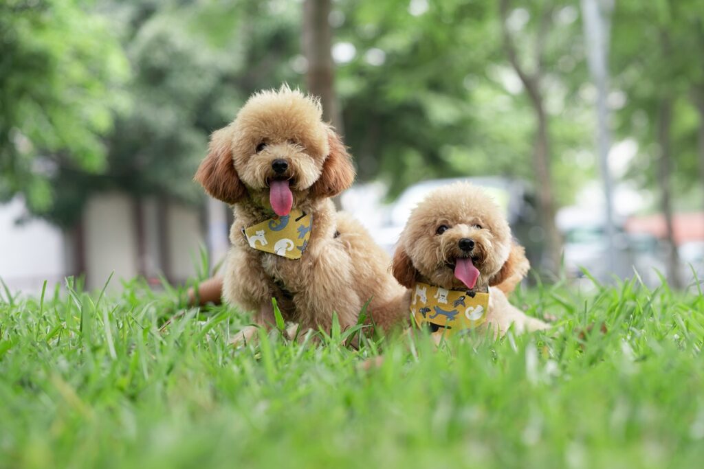 Two poodle dogs in a park