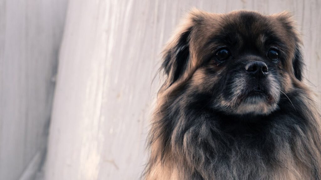 Pekingese – The Royal Rebel