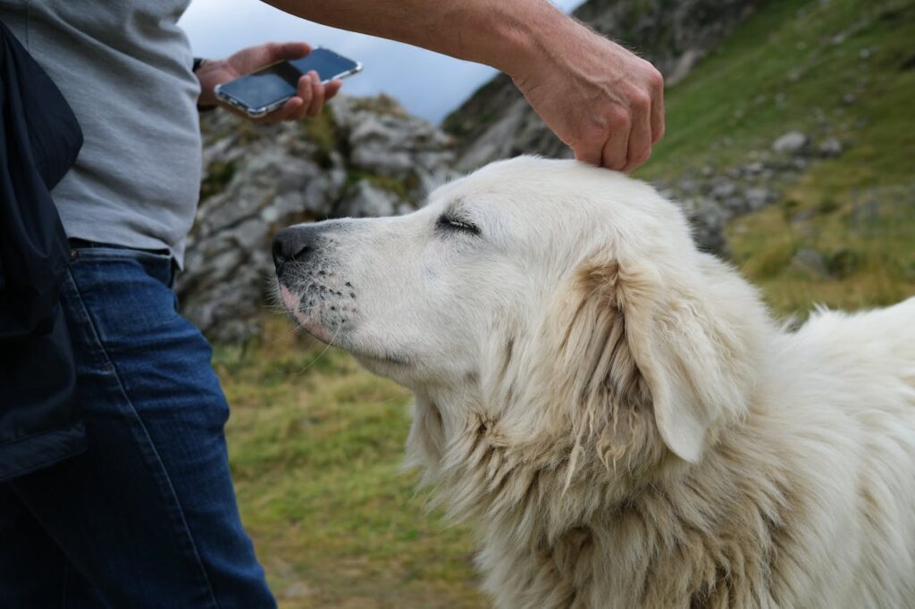 Great Pyrenees – The Gentle but Stubborn Giant
