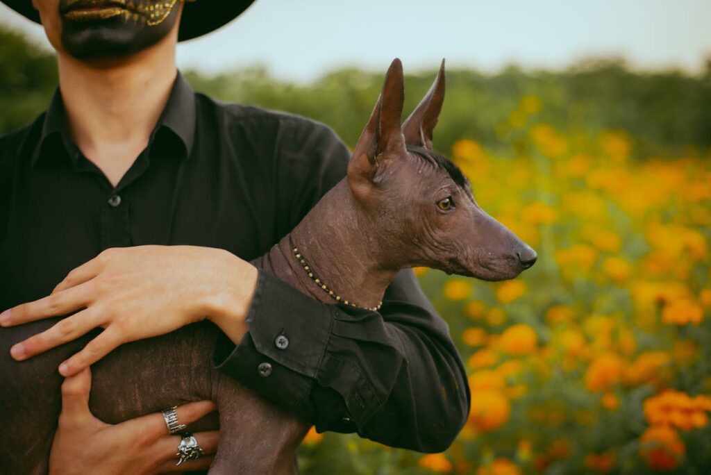 Xoloitzcuintli