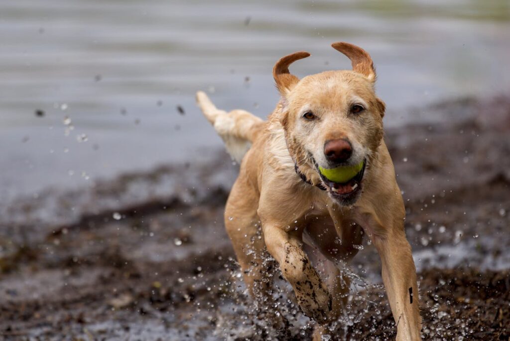 A Golden Retriever running on a beach