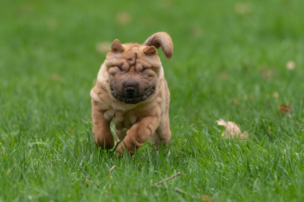 Shar-Pei